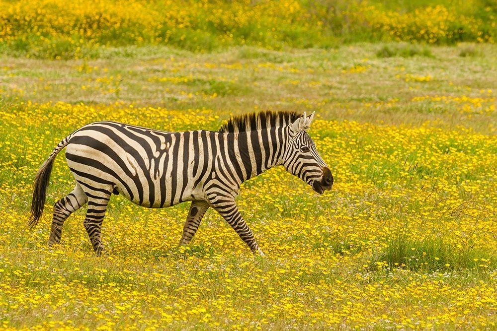 Africa-Tanzania-Ngorongoro Crater Zebra walking in flower field  art print by Jaynes Gallery for $57.95 CAD
